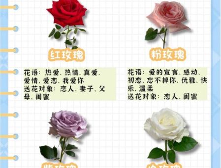 送女朋友花的花语，适合送给女生的花语！