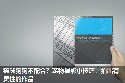 猫咪狗狗不配合？宠物摄影小技巧，拍出有灵性的作品