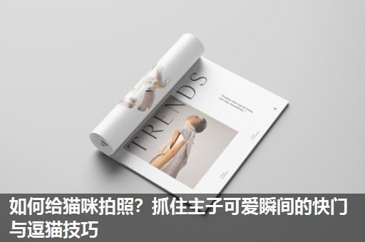 如何给猫咪拍照？抓住主子可爱瞬间的快门与逗猫技巧