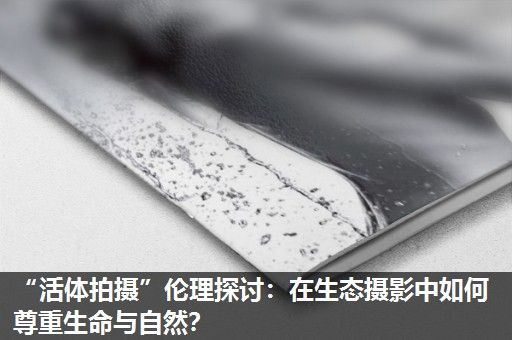 “活体拍摄”伦理探讨：在生态摄影中如何尊重生命与自然？